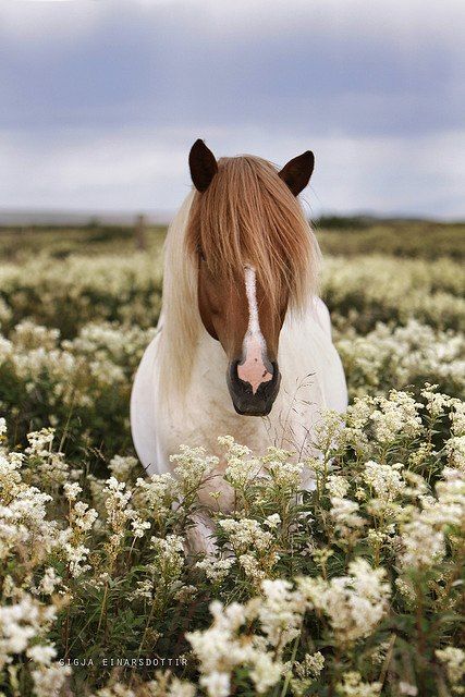 rencontre cheval