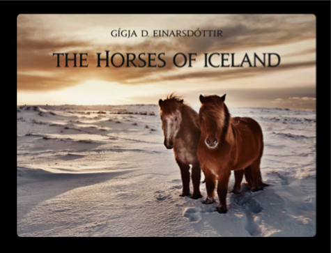 the-horses-of-iceland-3.gif