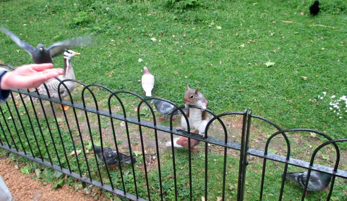 écureuils parc londres